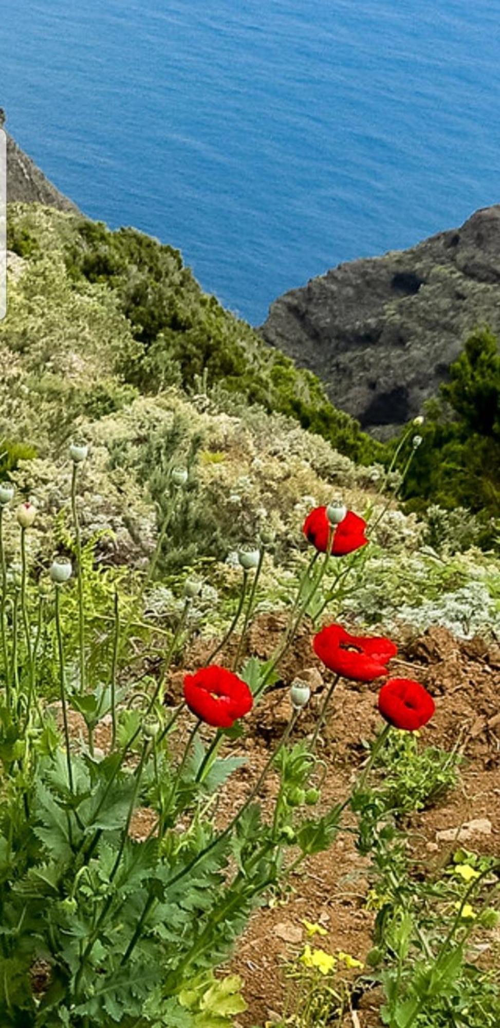 The Poppies Guest House - 100M Ocean - Private Spaces كانديلاريا المظهر الخارجي الصورة
