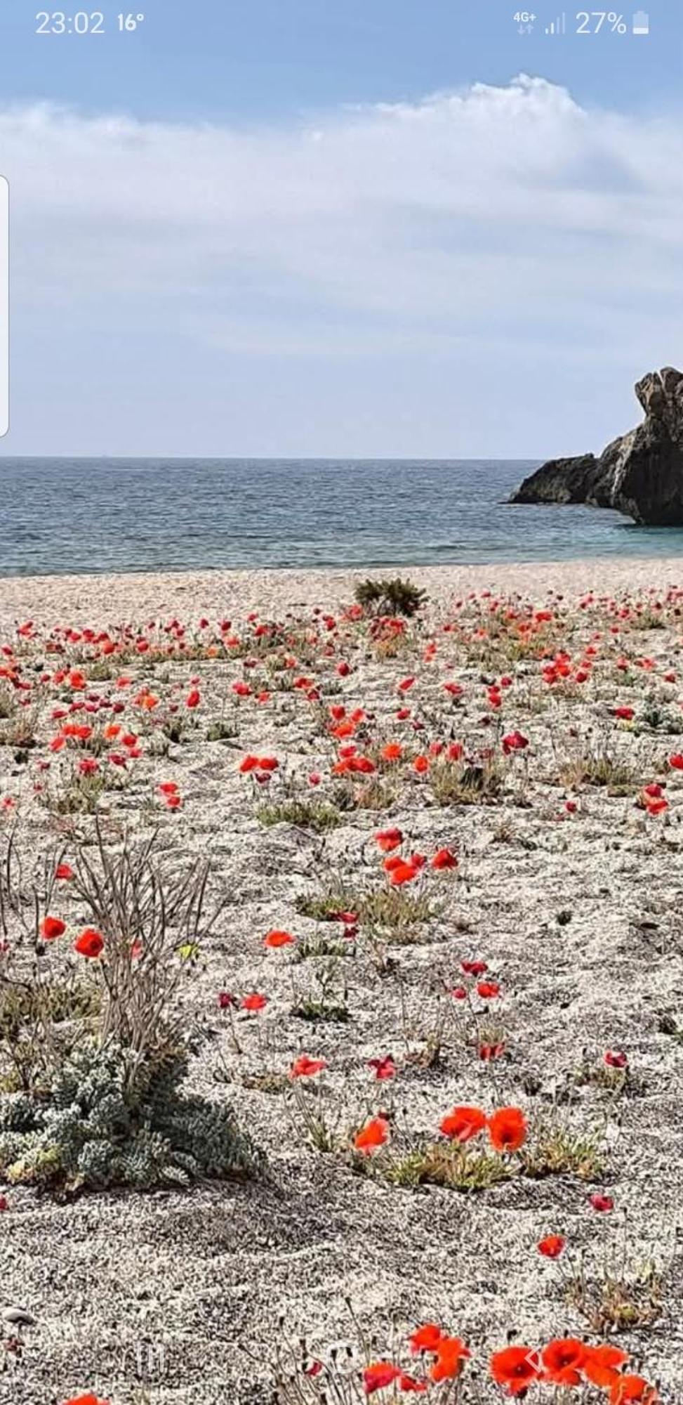 The Poppies Guest House - 100M Ocean - Private Spaces كانديلاريا المظهر الخارجي الصورة